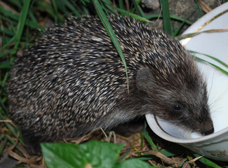 трапеза ежонка © svetlana177