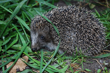 ежонок © svetlana177