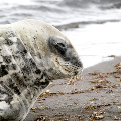 wild seal resting in antarctica