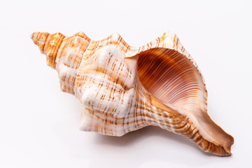 Sea shell on a white background