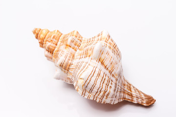 Sea shell on a white background