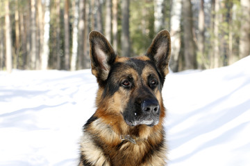 German shepherd dog on snow in winter day