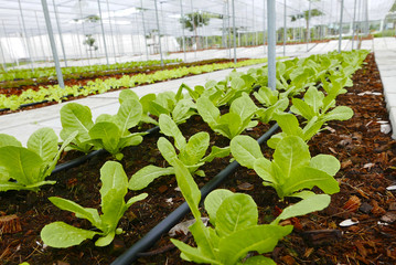 Vegetable garden in thailand at ratchaburi city ,Thailand.