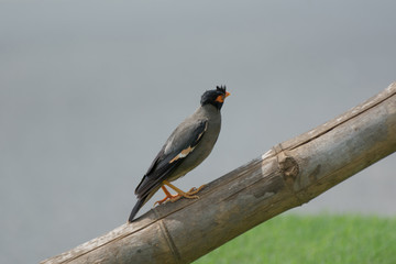 Bank myna bird perching on a dried bamboo and looking up