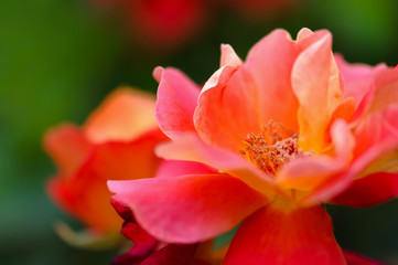 Obraz na płótnie Canvas Beautiful pink yellow rose in the garden - macro shot