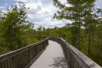 Obraz premium Fussweg in den Everglades