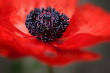 Fototapeta premium Red poppy flower in bloom large petals macro shot