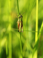 Grasshopper