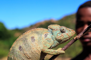 Boy holding a branch with a chameleon on it © pwollinga