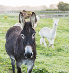 A brown donkey, with a Alpaca, out of focus, in the background, both looking at the camera lens