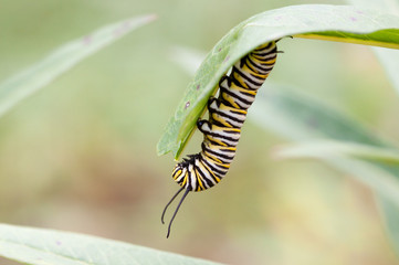 Monarch caterpillar eating a milkweed plant.