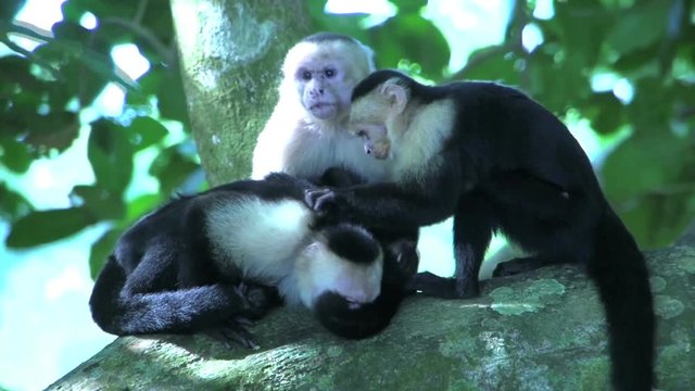 Group capuchin monkey searchings for fleas in a tree