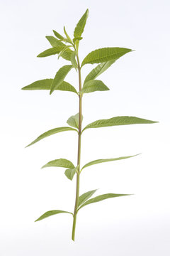 Lemon grass verbena medicinal plant