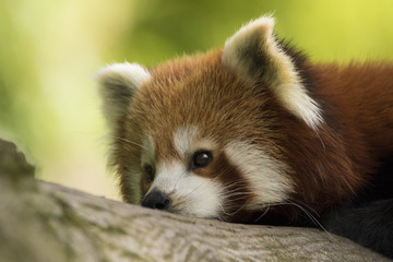 Red Panda