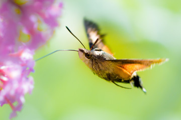 Hummingbird hawk-moth