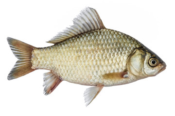 Isolated rudd , a kind of fish from the side. Live fish with flowing fins. River fish