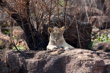Lion cub