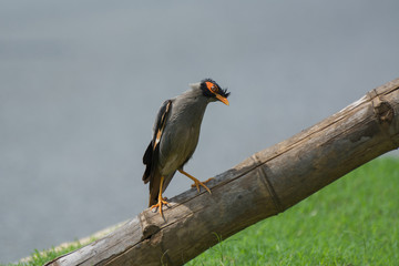 Bank myna bird standing on a dried bamboo