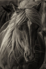 Obraz premium Icelandic Horse (I)