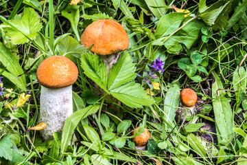 Edible mushroom (Leccinum Aurantiacum) with orange caps boletus.