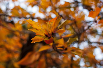Foliage
