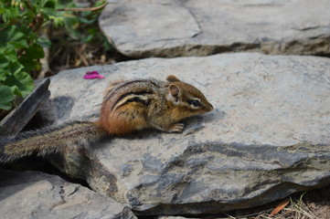baby chipmunk