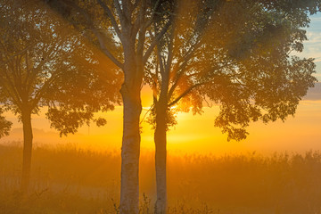 Naklejka na ściany i meble Trees in the light of sunrise in summer