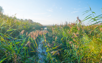 Obraz premium Shore of a lake at sunrise in summer