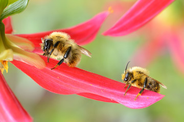 Hummel 19