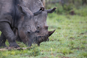 Naklejka premium White rhinos feeding