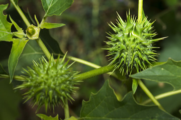  stramonium , jimson weed , dangerous plant
