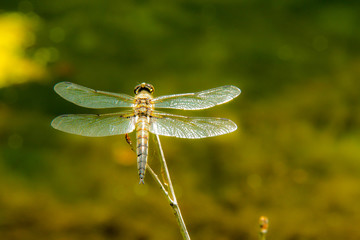 Dragon Fly