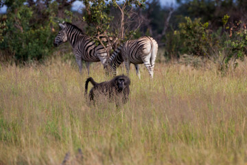 Fototapeta na wymiar Baboon and Zebras