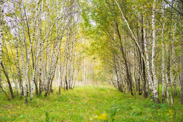 Birch Grove. Russia. Green leaves. Enchanted forest
