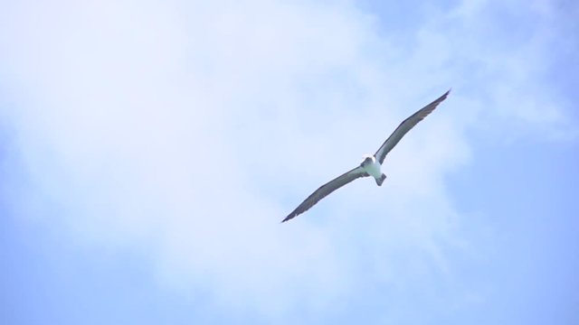 Blue footed booby flying in slow motion, Galapagos Islands, Ecuador