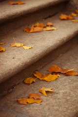 Autumn yellow maple leaves on the stone stairs in the park