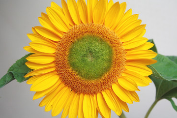Fototapeta premium Sunflower