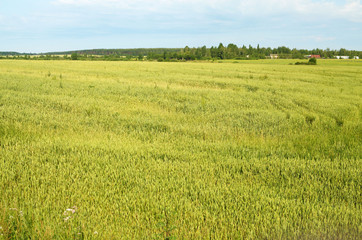 An agricultural field.