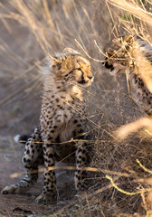 Cheetah cubs in the grass