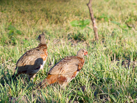 Pheasants in the field.
