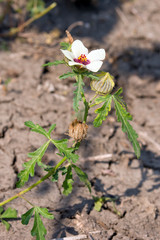 hibiscus trionum (Hibiscus trionum)