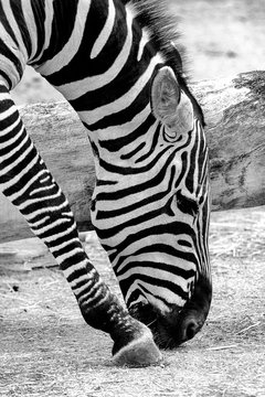 Zebra Portrait