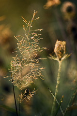 Cheerful autumn morning