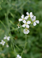 radish flower