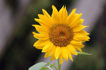 Obraz premium Sonnenblume