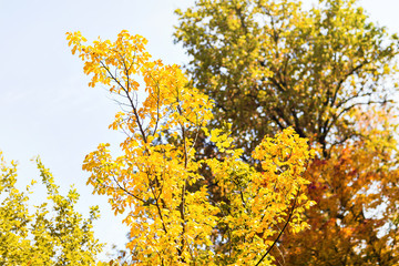 fall leaves trees, autumn concept