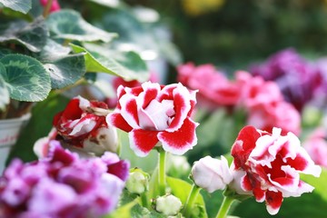 red, yellow, purple, orange, pink flowers, multi color of flowers