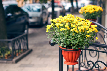 Yellow chrysanthemums flowers in hanging pots on the street
