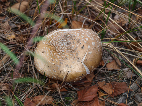 Один из самых ядовитых грибов – мухомор пантерный вырос в березняке