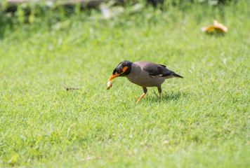 Bank myna bird biting a grasshopper